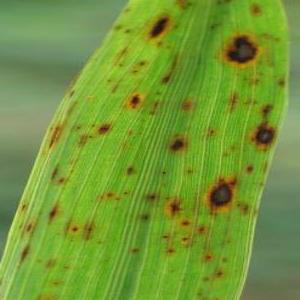 brownspot_orig_095.jpg